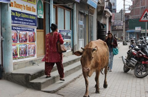 nepalde hayat